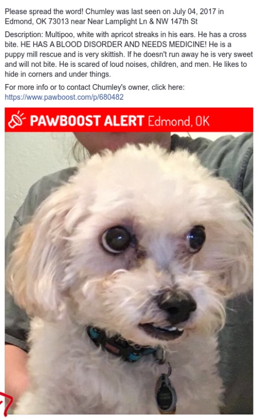 Image of Chumley, Lost Dog