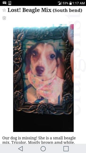 Image of Olivia, Lost Dog