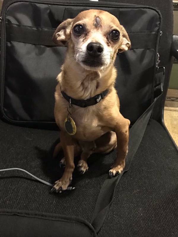 Image of Perry, Lost Dog