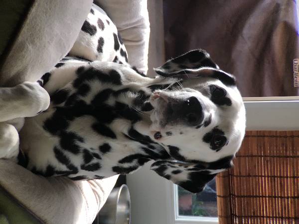 Image of Spots, Lost Dog