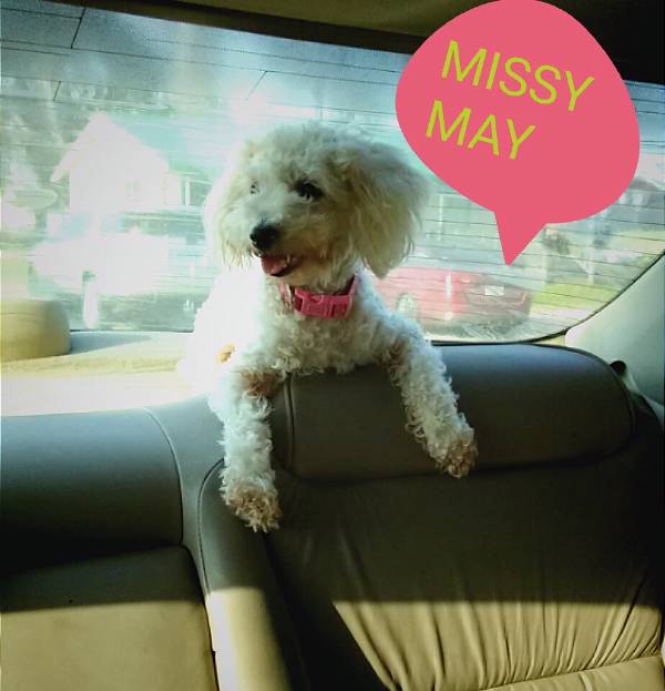 Image of missy, Lost Dog