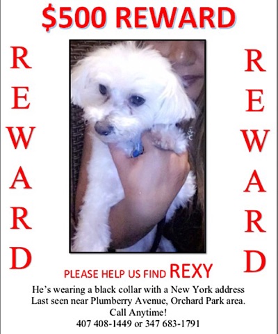Image of Rexy, Lost Dog