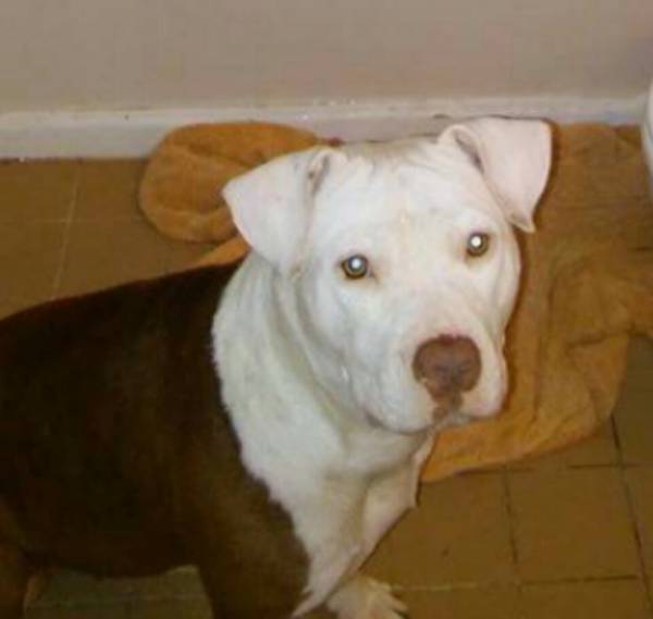 Image of Sweet pea, Lost Dog