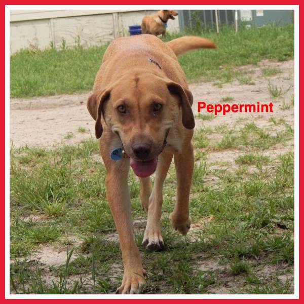 Image of Peppermint, Lost Dog