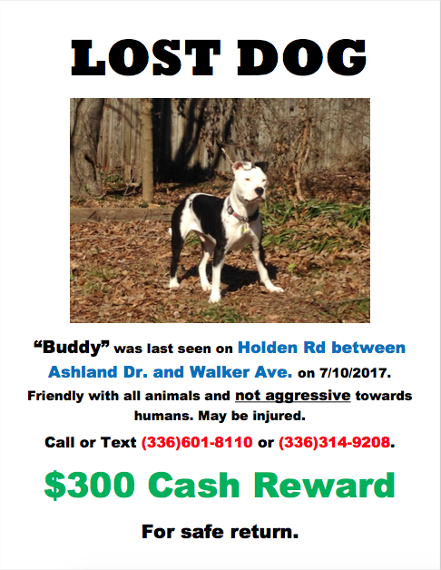Image of buddy, Lost Dog