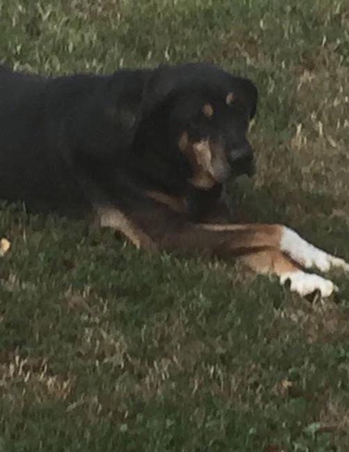 Image of Socks Champion, Lost Dog