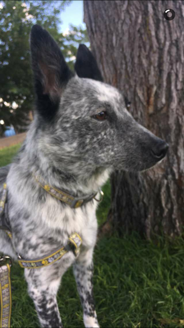 Image of Belle, Lost Dog