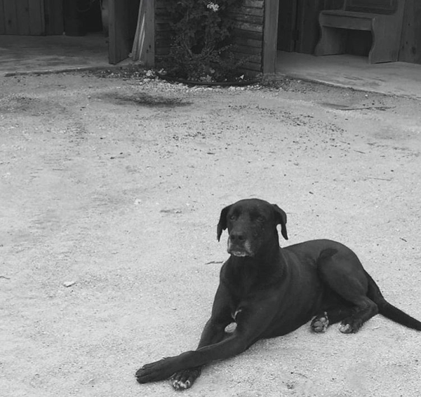 Image of Arturo, Lost Dog