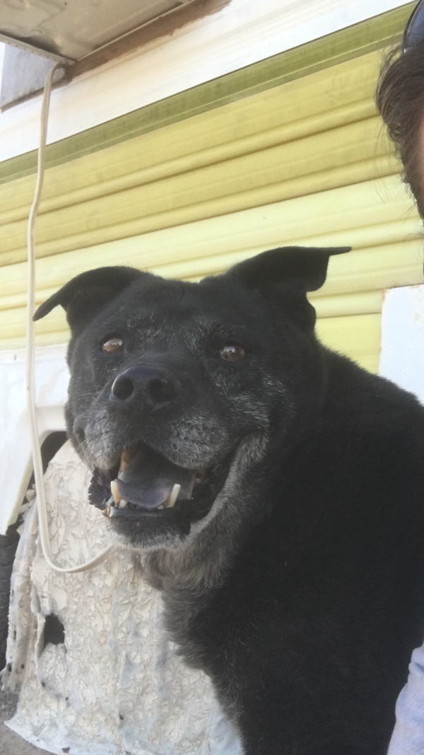 Image of Panther (PooBear), Lost Dog