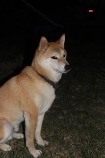 Image of Kyoshi Kyo, Lost Dog