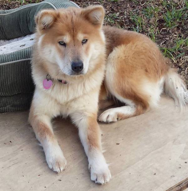 Image of Sasha, Lost Dog