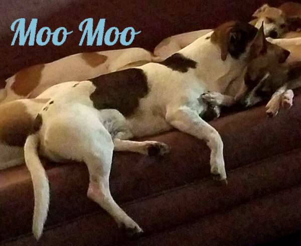 Image of Moo moo, Lost Dog