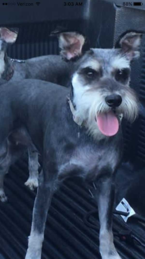 Image of Chrissy, Lost Dog