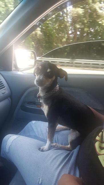 Image of Coconut, Lost Dog
