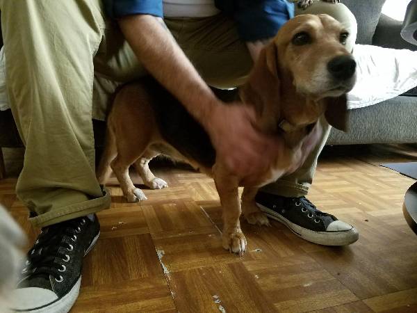 Image of unknown, Found Dog