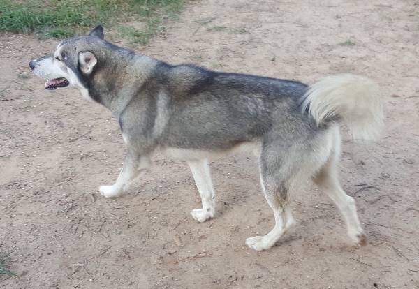 Image of Loki (Daphne), Lost Dog