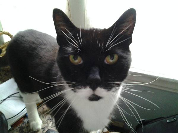Image of Wadsie, Lost Cat