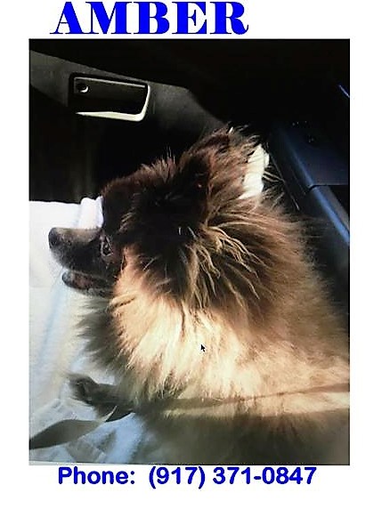 Image of AMBER, Lost Dog