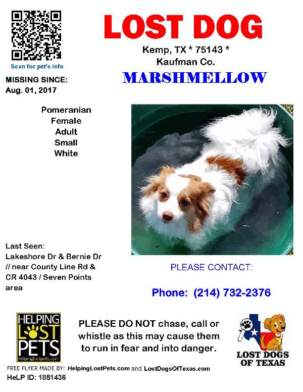 Image of Marshmellow, Lost Dog