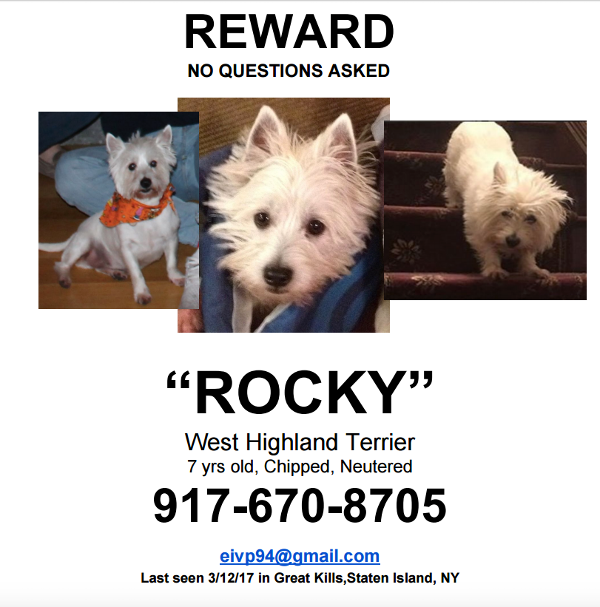 Image of ROCKY, Lost Dog
