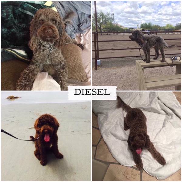 Image of Diesel, Lost Dog