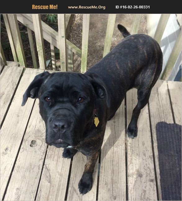 Image of Zaleigh, Lost Dog