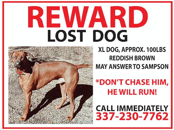 Image of Samson, Lost Dog