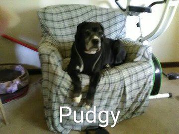 Image of Pudgy, Lost Dog