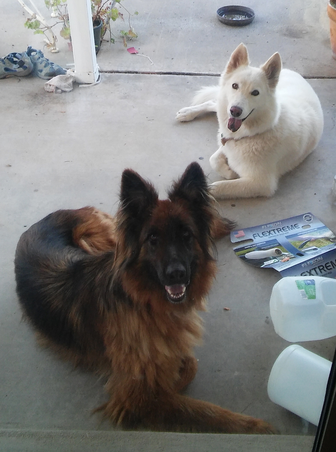 Image of two shepards, Lost Dog