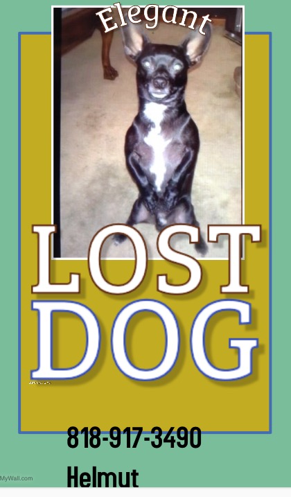 Image of Mr Elegant, Lost Dog
