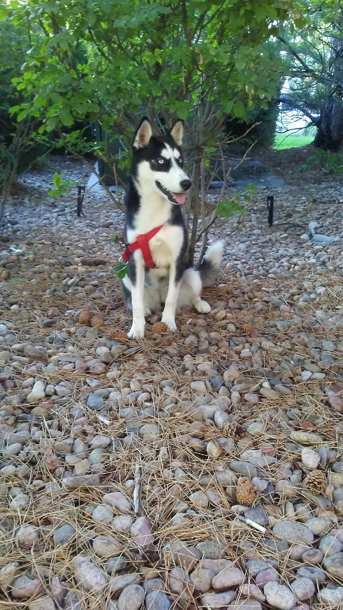 Image of Unknown husky, Lost Dog