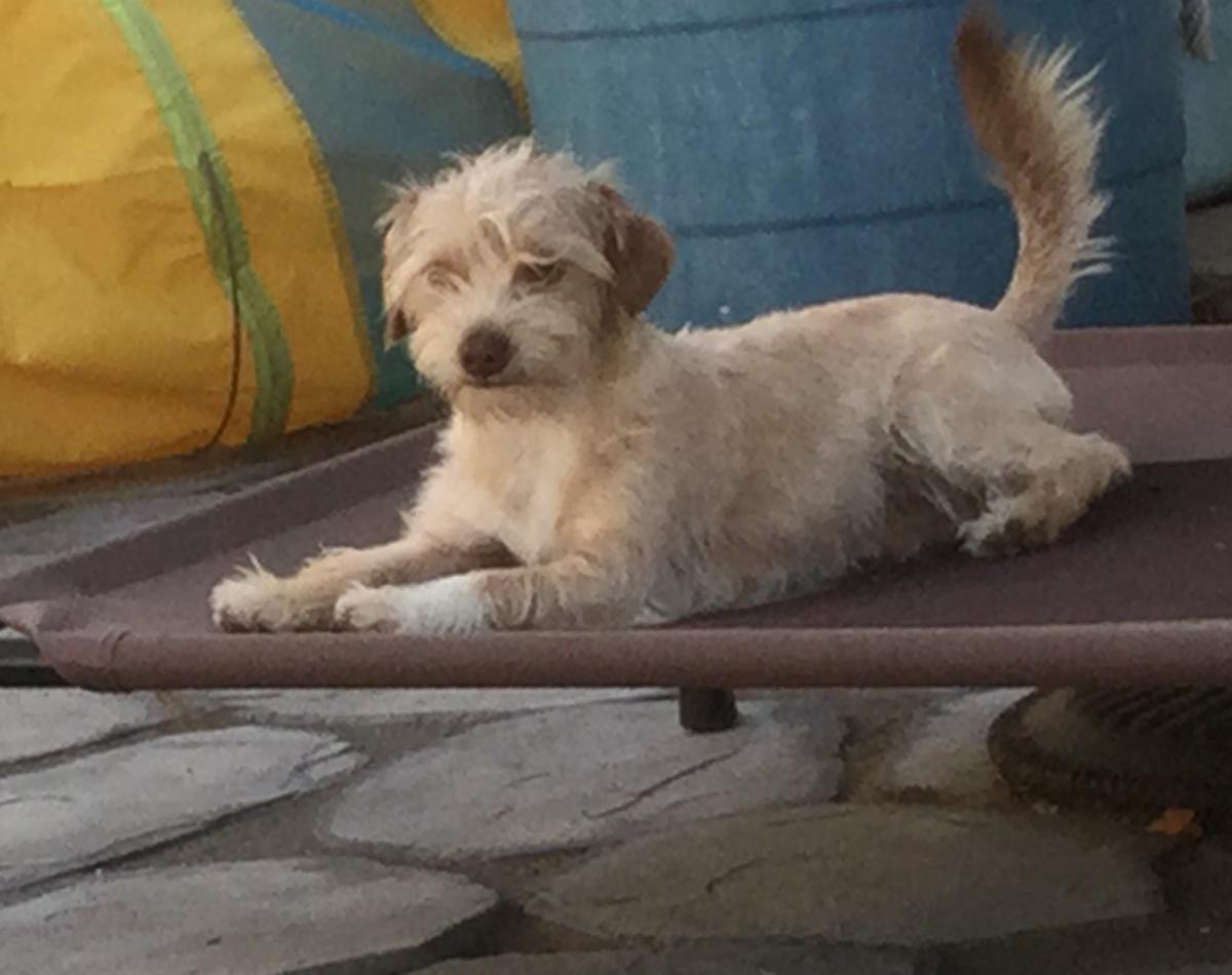 Image of CARAMELO, Lost Dog