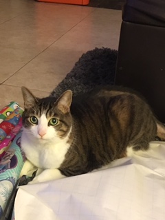 Image of Zito, Lost Cat