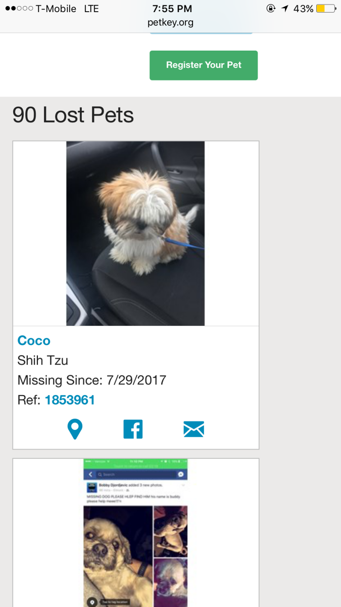 Image of coco, Lost Dog