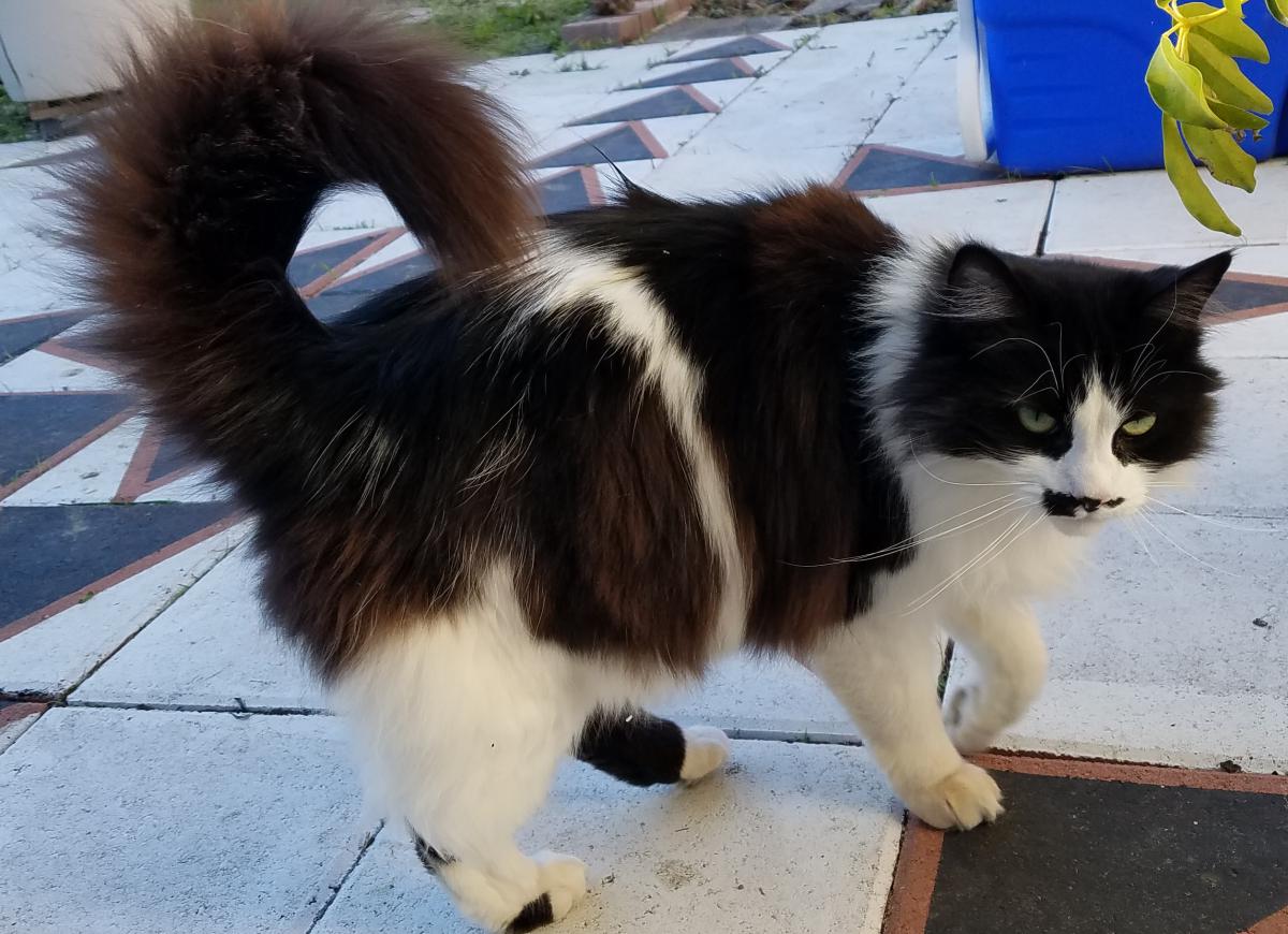 Image of Amy, Lost Cat