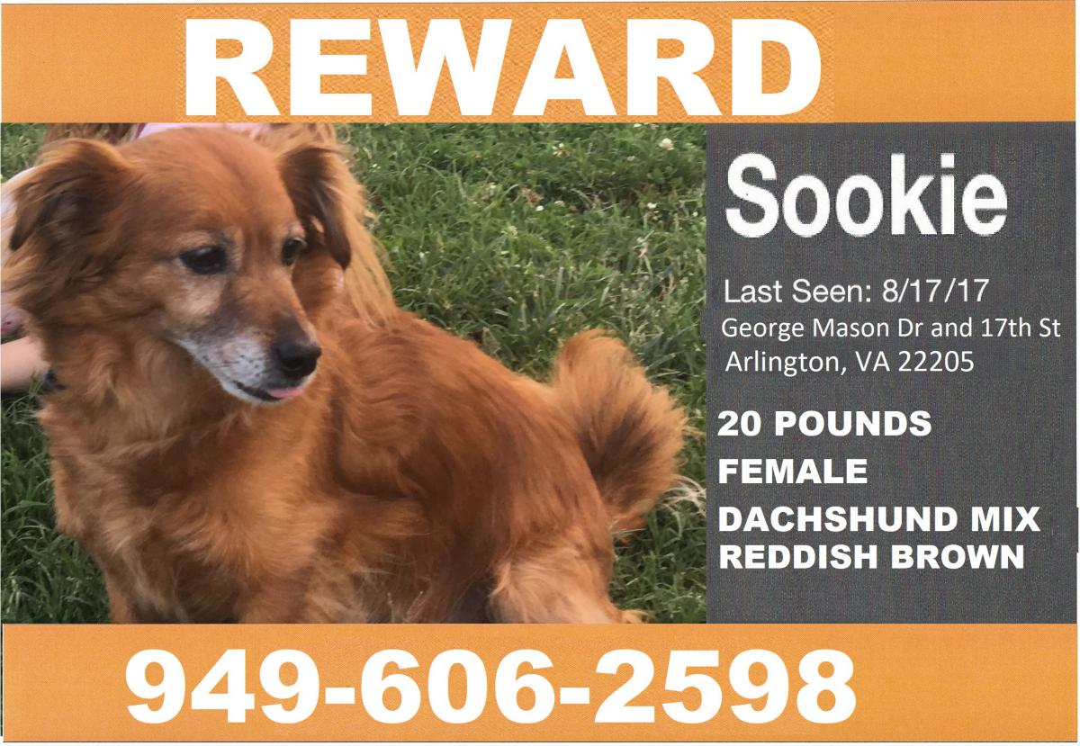 Image of Sookie, Lost Dog