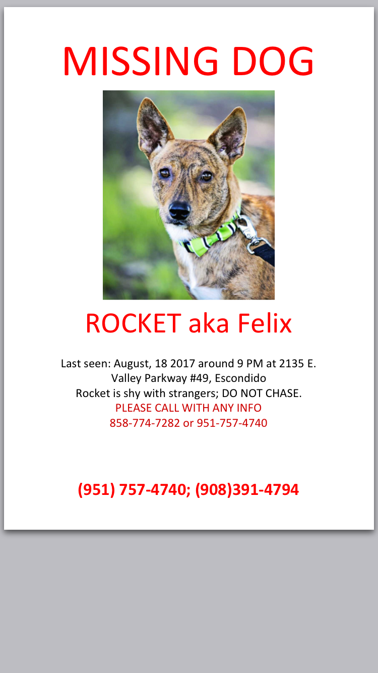 Image of Rocket, Lost Dog