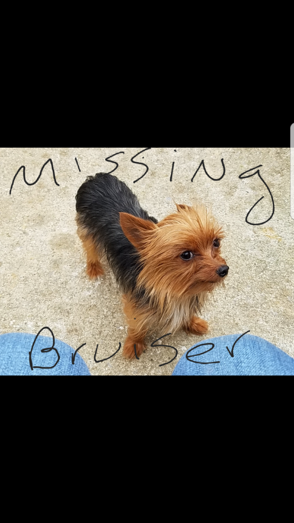 Image of Bruiser, Lost Dog
