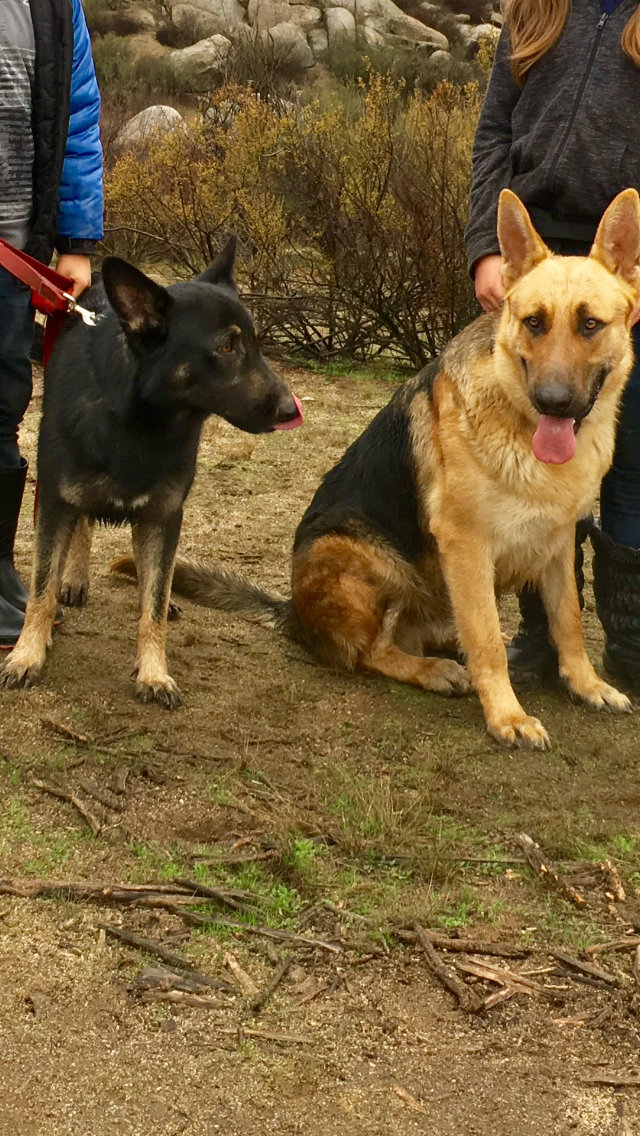 Image of Choco and Tuko, Lost Dog