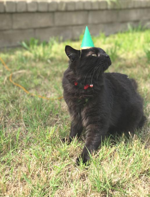 Image of Black Cat, Lost Cat