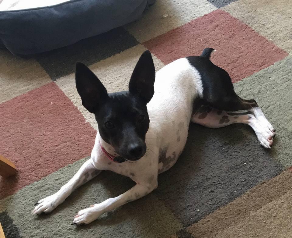 Image of Zoe--REWARD OFFERED, Lost Dog