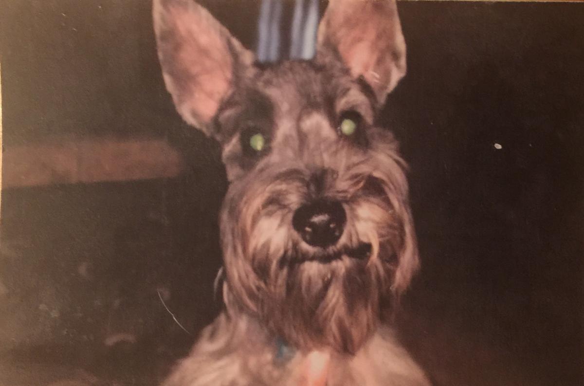 Image of Charle, Lost Dog