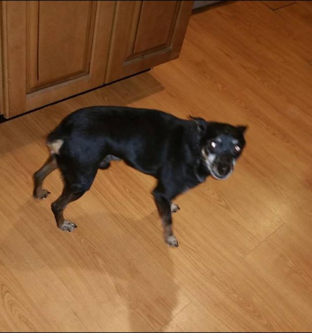 Image of TyTY, Lost Dog