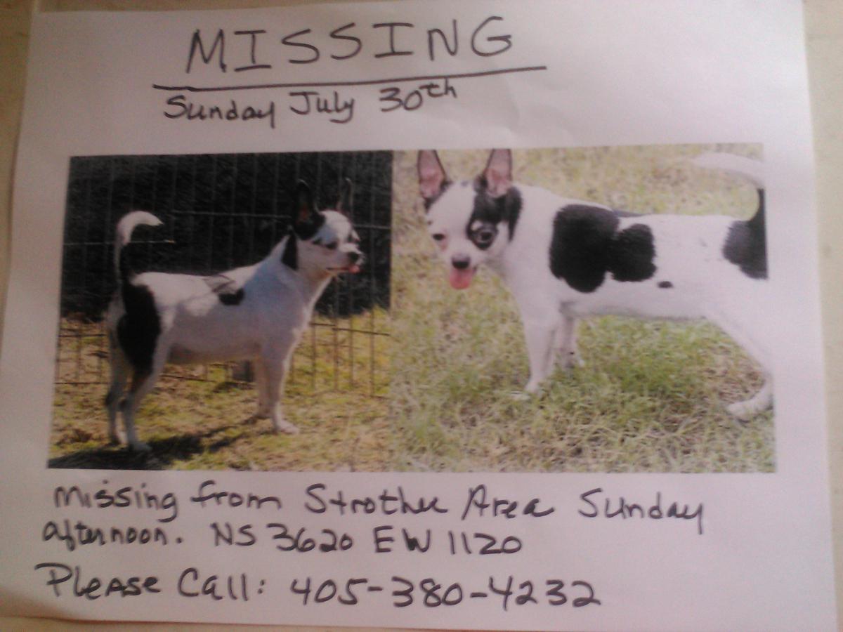 Image of Lupie, Lost Dog