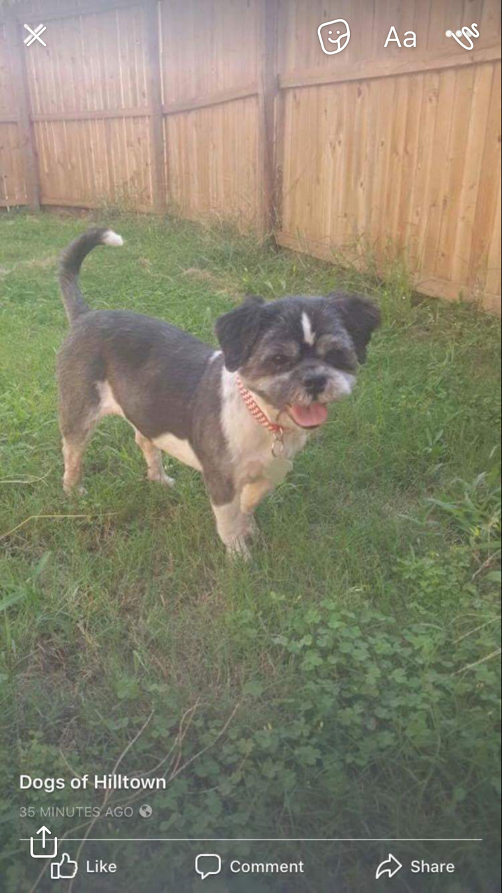 Image of unknow, Found Dog