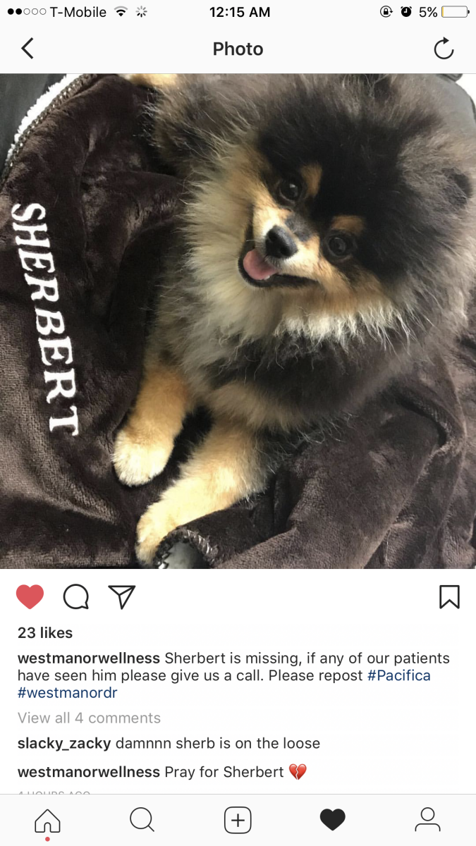 Image of Sherbert, Lost Dog