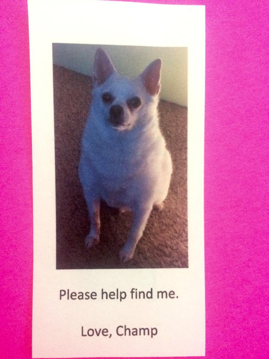 Image of Champ, Lost Dog