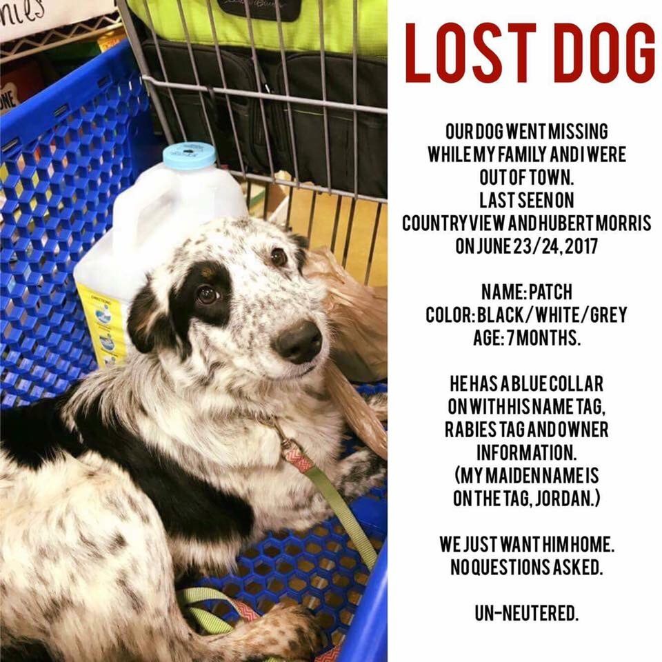 Image of Patch, Lost Dog