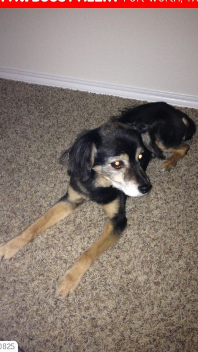Image of Koco, Lost Dog