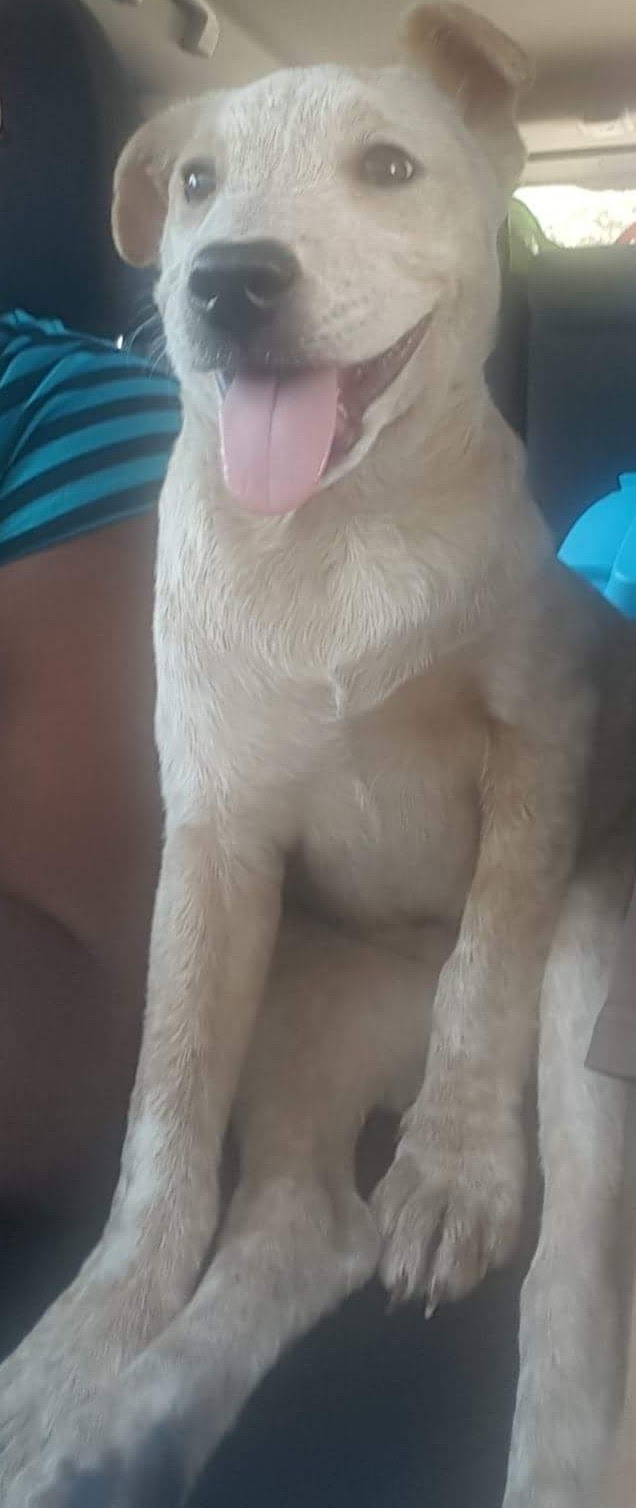 Image of Champagne, Lost Dog